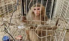 کشف یک میمون در مهرشهر کرج / نگهداری گونه‌های وحشی جرم است