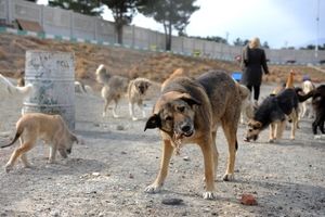 گله‌ های "سگ‌ های ولگرد کشور" از مرز ۲میلیون گذشت