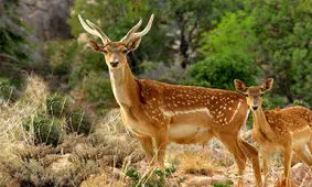 تولد اولین گوساله گوزن زرد ایرانی در ایلام