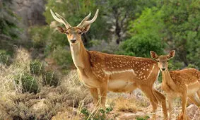 تولد اولین گوساله گوزن زرد ایرانی در ایلام