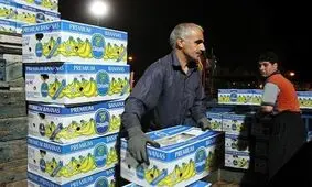 کارتن موز هم قیمتی شد/ دانه‌ای ۲۵ هزار تومان