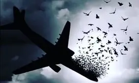 داغ یک پرواز؛ مقصری که قسر در رفت!