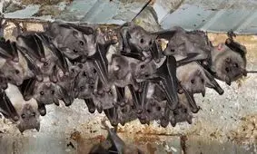 نتایج جالب رمزگشایی از «زبان خفاش‌ها»؛ آن‌ها با هم جر و بحث می‌کنند!