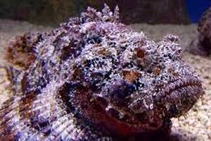  نیش زدن وحشتناک ماهی سنگی از نمای نزدیک/ ویدئو