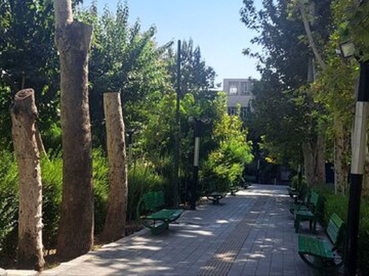 قطع بیش از ۱۰ درخت کهنسال در این پارک تهران