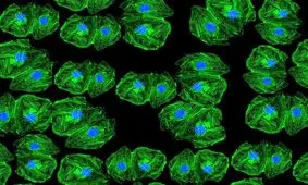 تحریک سلول‌های بنیادی برای ترمیم استخوان با مواد فیزوالکتریک

