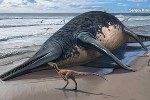 کشف اتفاقی استخوان بزرگترین موجود دریایی که ۲۰۲ میلیون سال قبل وجود داشت/ ویدئو

