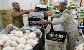 قارچ به باشگاه لاکچری‌ها پیوست