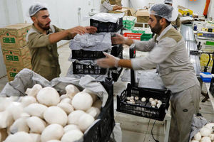 قارچ به باشگاه لاکچری‌ها پیوست