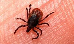 تعداد مبتلایان تب کریمه کنگو به ۶۰ نفر رسید

