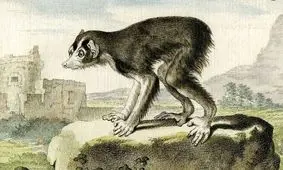 کتابی که صد سال قبل از داروین نظریۀ «تکامل جانوران» را مطرح کرد