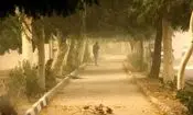 وزش باد شدید و گرد و خاک در نقاط مختلف کشور