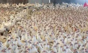 قیمت مصوب مرغ ۶۳ هزار تومان شد

