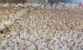 قیمت مصوب مرغ ۶۳ هزار تومان شد

