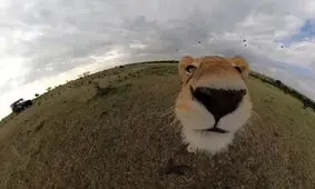 دزدیدن دوربین توسط یک شیر/ ویدئو

