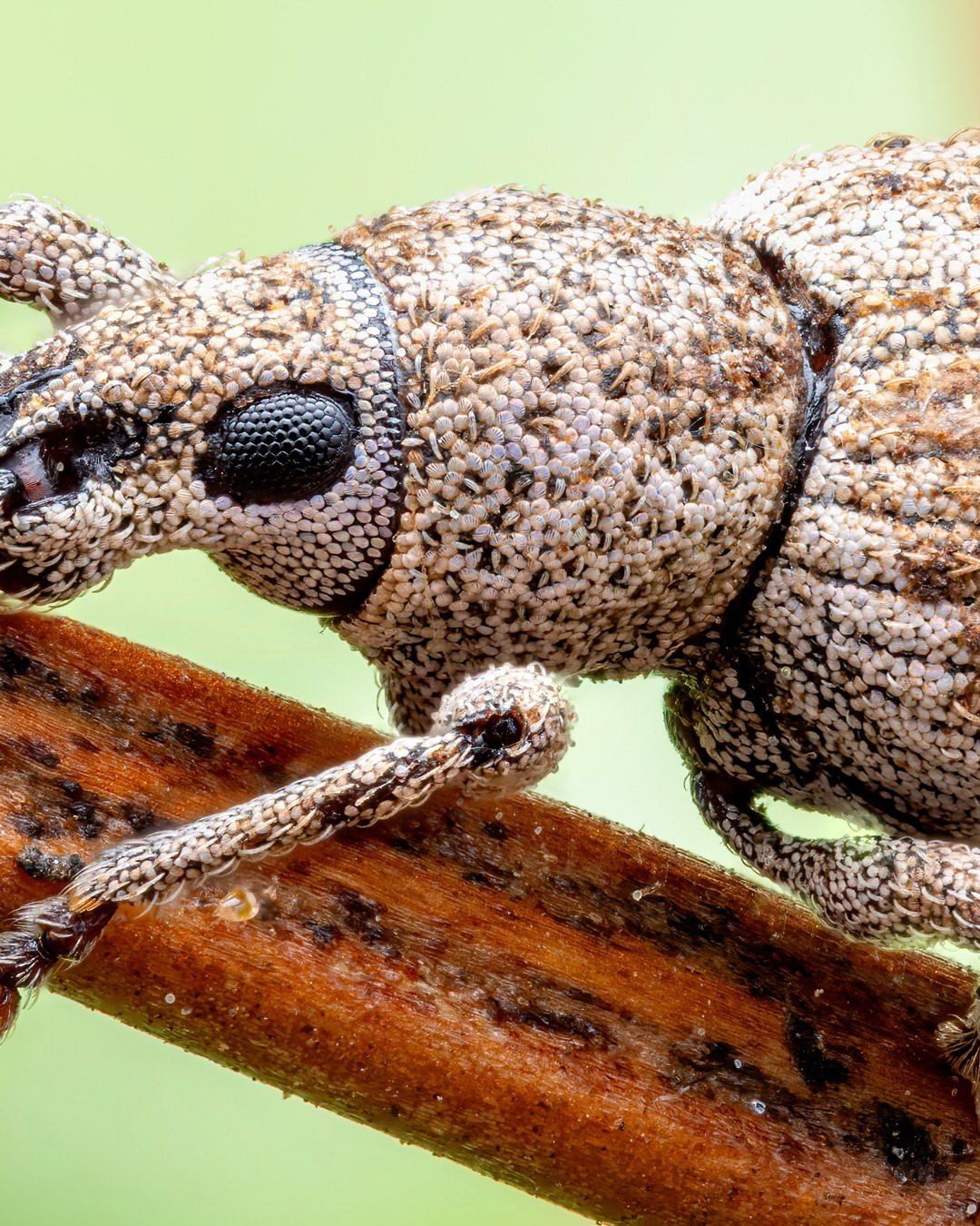 دنیای شگفت‌انگیز حشرات: پرتره‌هایی از یک سوسک سرخرطومی (عکس)