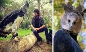 این پرنده حیرت‌آور از انسان بزرگتر است/ عکس 