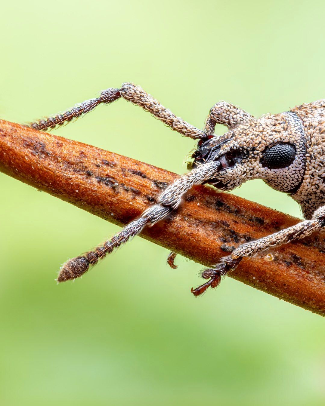 دنیای شگفت‌انگیز حشرات: پرتره‌هایی از یک سوسک سرخرطومی (عکس)