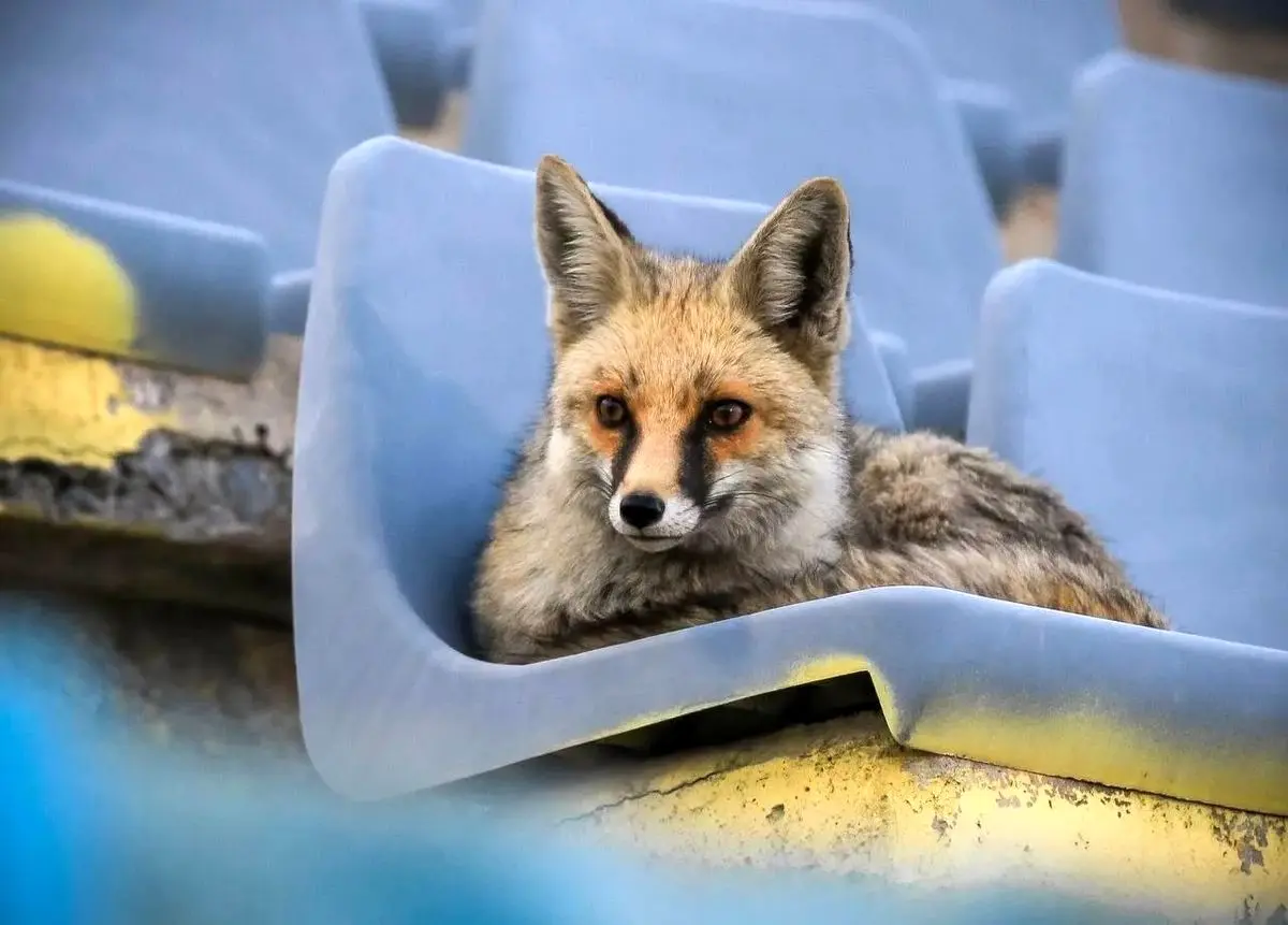 هشدار درباره شیوع ‌یک انگل‌ خطرناک
