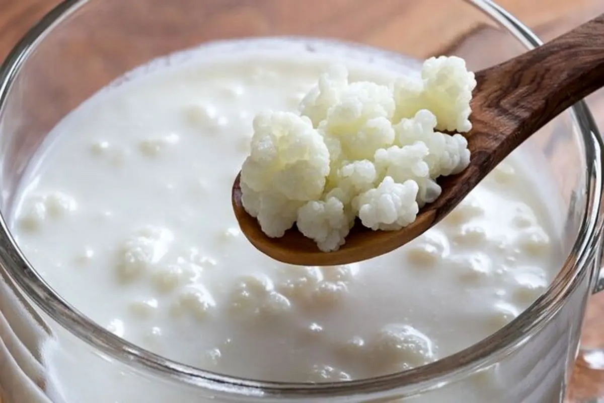 نقش «کفیر» در معکوس سازی روند پیری