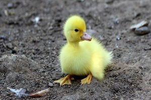 اقدام درخشان رانندگان تهرانی وسط اتوبان/ ویدئو