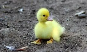 اقدام درخشان رانندگان تهرانی وسط اتوبان/ ویدئو