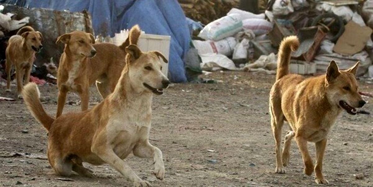 ماجرای زنده به گور کردن سگها در رودسر چیست؟/ویدئو