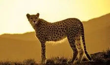 فرزندان هلیا در خانه امن خود/ ویدئو