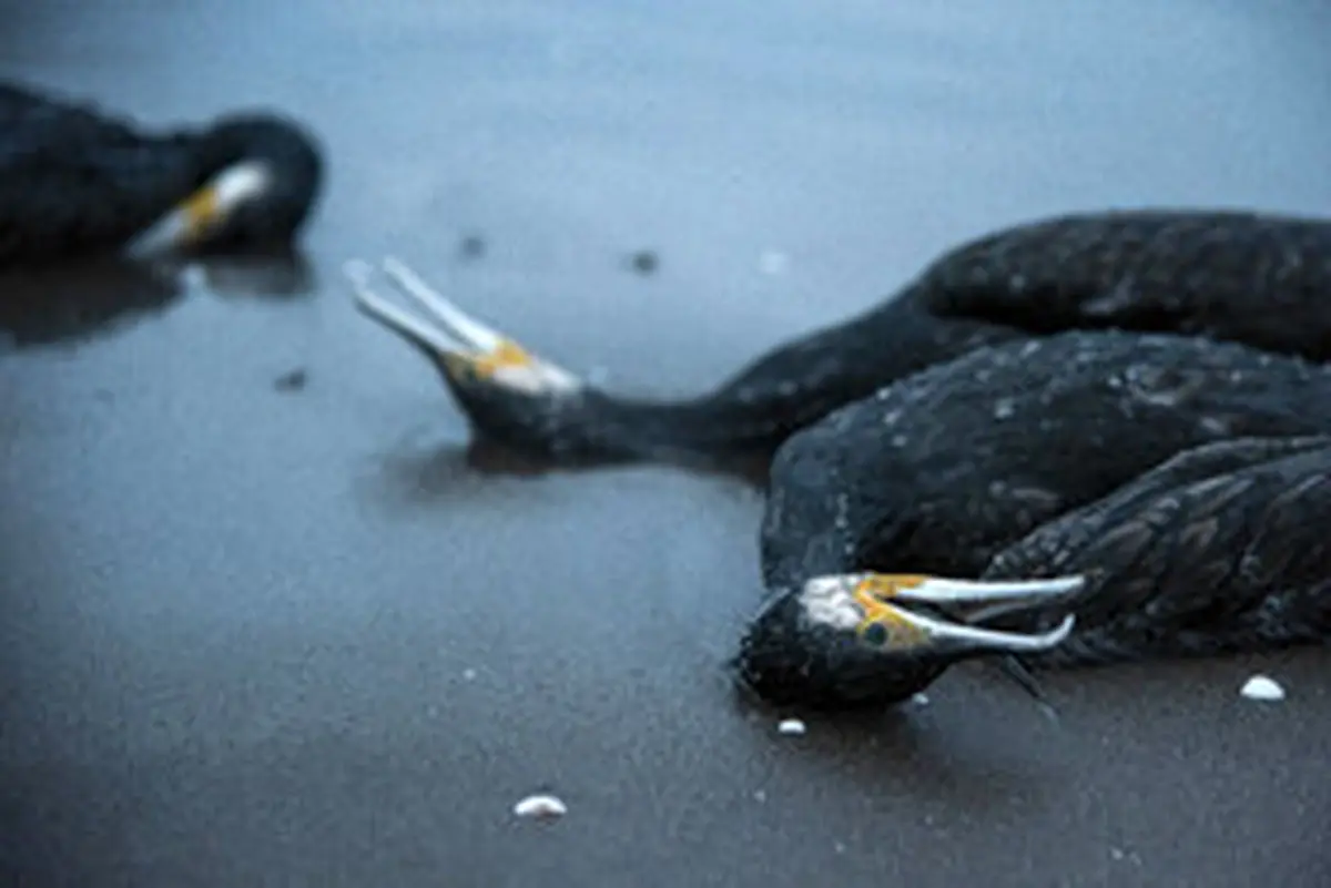 مرگ خاموش «باکلان» ها در سواحل خزر