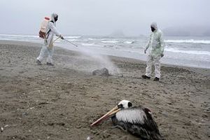 شیوع آنفولانزای پرندگان در نروژ و فنلاند؛ هزاران قطعه مرغ دریایی تلف شدند