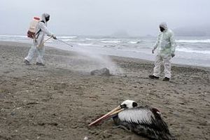 شیوع آنفولانزای پرندگان در نروژ و فنلاند؛ هزاران قطعه مرغ دریایی تلف شدند