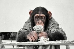 شگفتی محققان از قدرت تفکر میمون ها