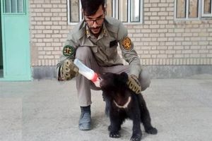 انتقال «نیکا و نیما» دو توله خرس سیاه بلوچی جهت درمان به تهران