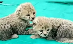 پاسخ محیط‌زیست سمنان به ادعای نگهداری توله یوزها روی پشت‌بام!