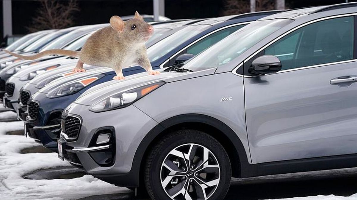 موش‌ها سیم‌های خودروی ۳۰ هزار یورویی را جویدند/ آیا بیمه «موش‌خوردگی» خودرو را پوشش می‌دهد؟