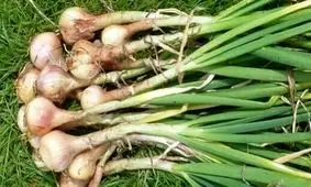 پرداخت تسهیلات میلیاردی برای کشت موسیر در روستای حبشی