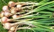 پرداخت تسهیلات میلیاردی برای کشت موسیر در روستای حبشی