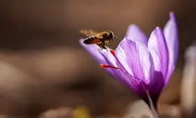 هر کیلو طلای سرخ چند میلیون؟