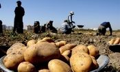 قیمت سیب زمینی کاهشی شد
