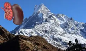 نقش مهم کلیه برای سازگاری بدن در مناطق مرتفع

