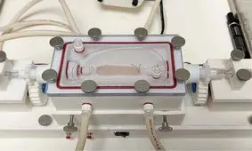 پرورش "مری" در آزمایشگاه ممکن شد