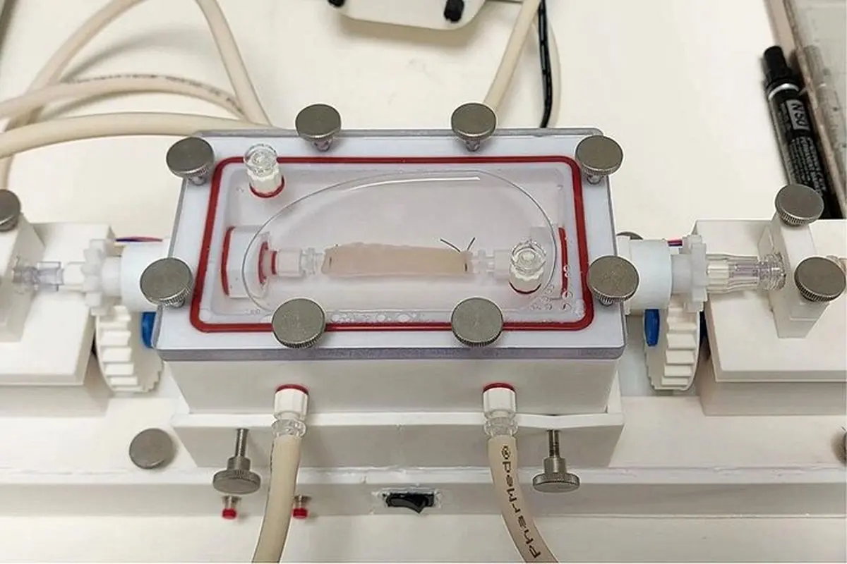 پرورش "مری" در آزمایشگاه ممکن شد