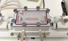 پرورش "مری" در آزمایشگاه ممکن شد