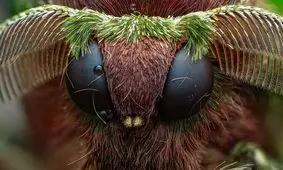 عکاسی باورنکردنی از سر شاپرک/ تصاویر