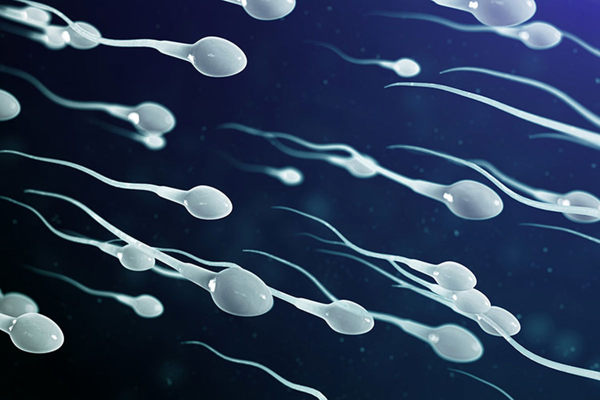 چه عواملی بر سلامت اسپرم مردان تاثیر گذار است؟/ ویدئو