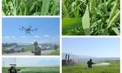 بارش شدید باران و تگرک، دشمن آفت سن
