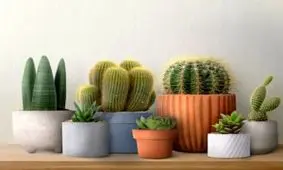 
علت خراب شدن کاکتوس های آپارتمانی