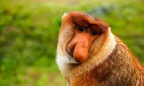 کشف راز «زشت ترین حیوان جهان» با بینی بزرگ