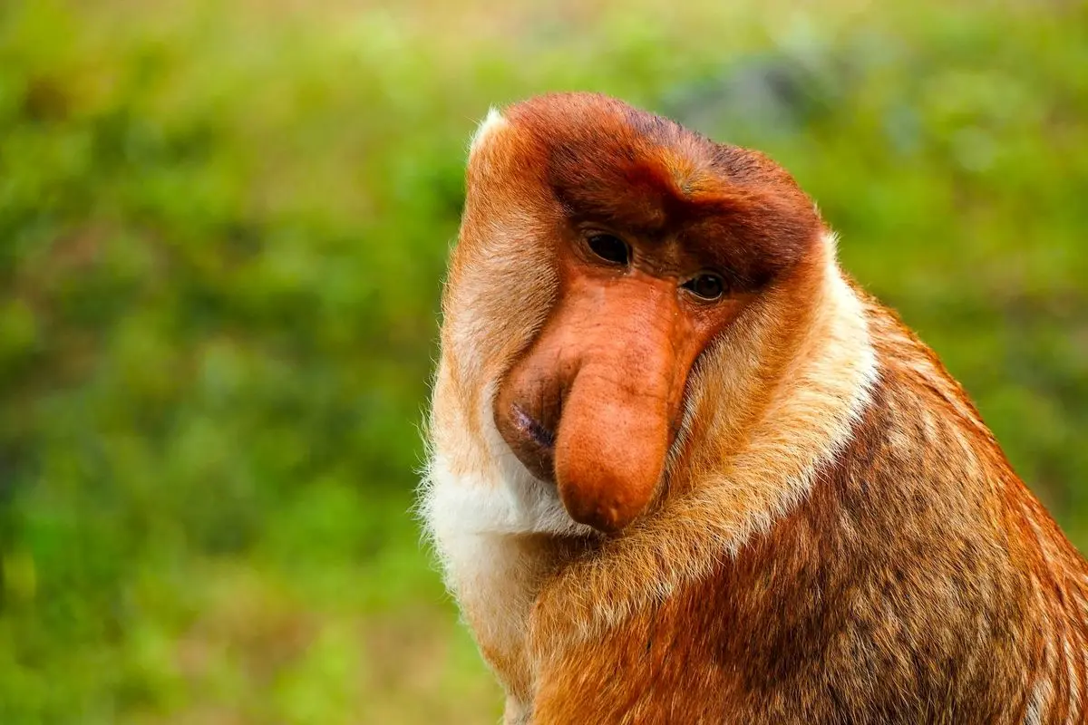 کشف راز «زشت ترین حیوان جهان» با بینی بزرگ