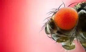 دانشمندان مغز مگس‌ را هک کردند